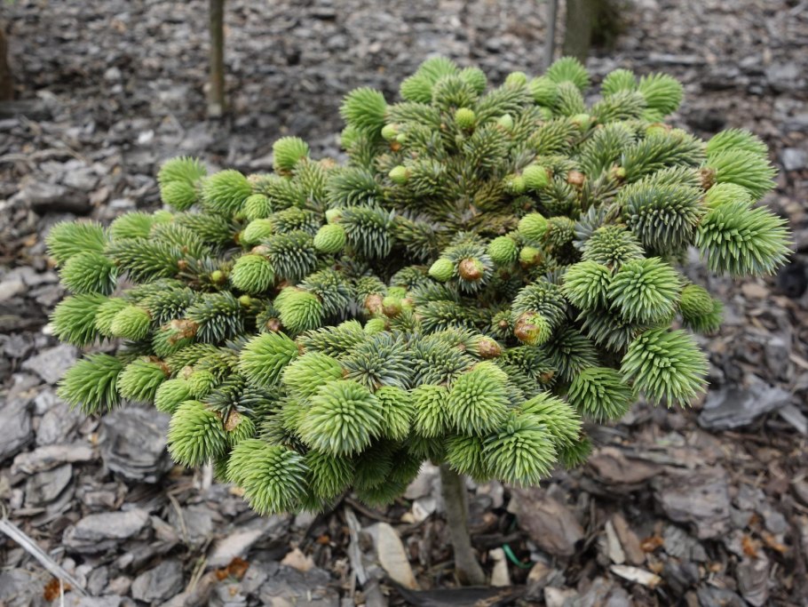 Ель Сибирская Picea obovata