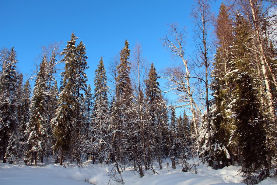 Карельская ель