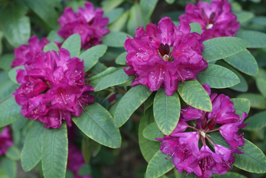 Рододендрон carolinianum