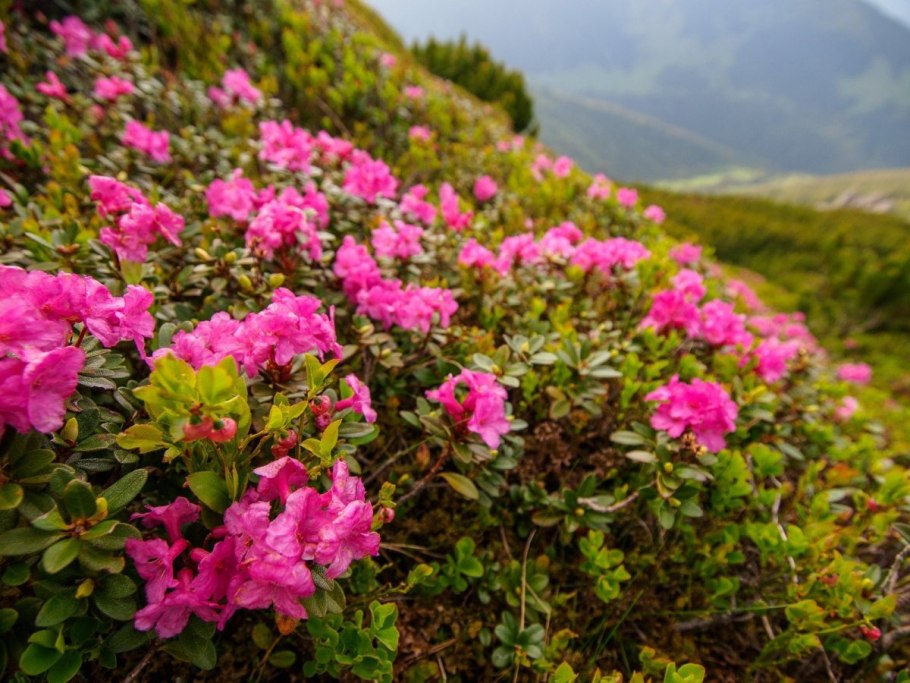 Рододендрон Каролинский Хрустальный "