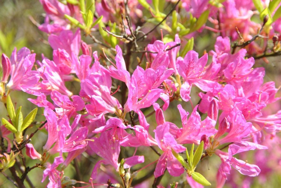 Рододендрон carolinianum