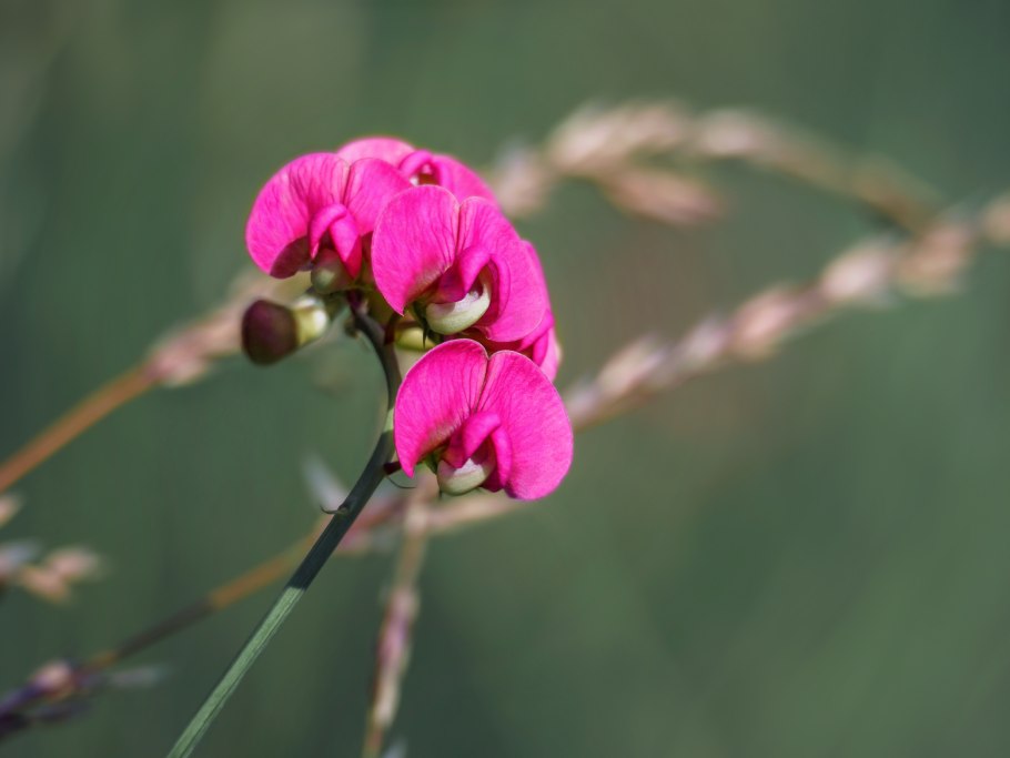 Garbanzo Beans/ Chickpeas
