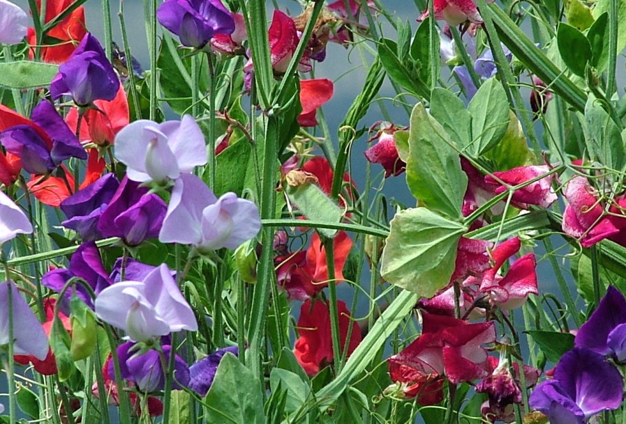 Кислота зеленая горошком