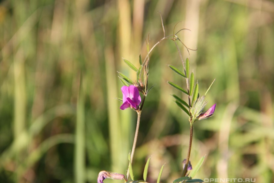 Сладкий горошек лоза