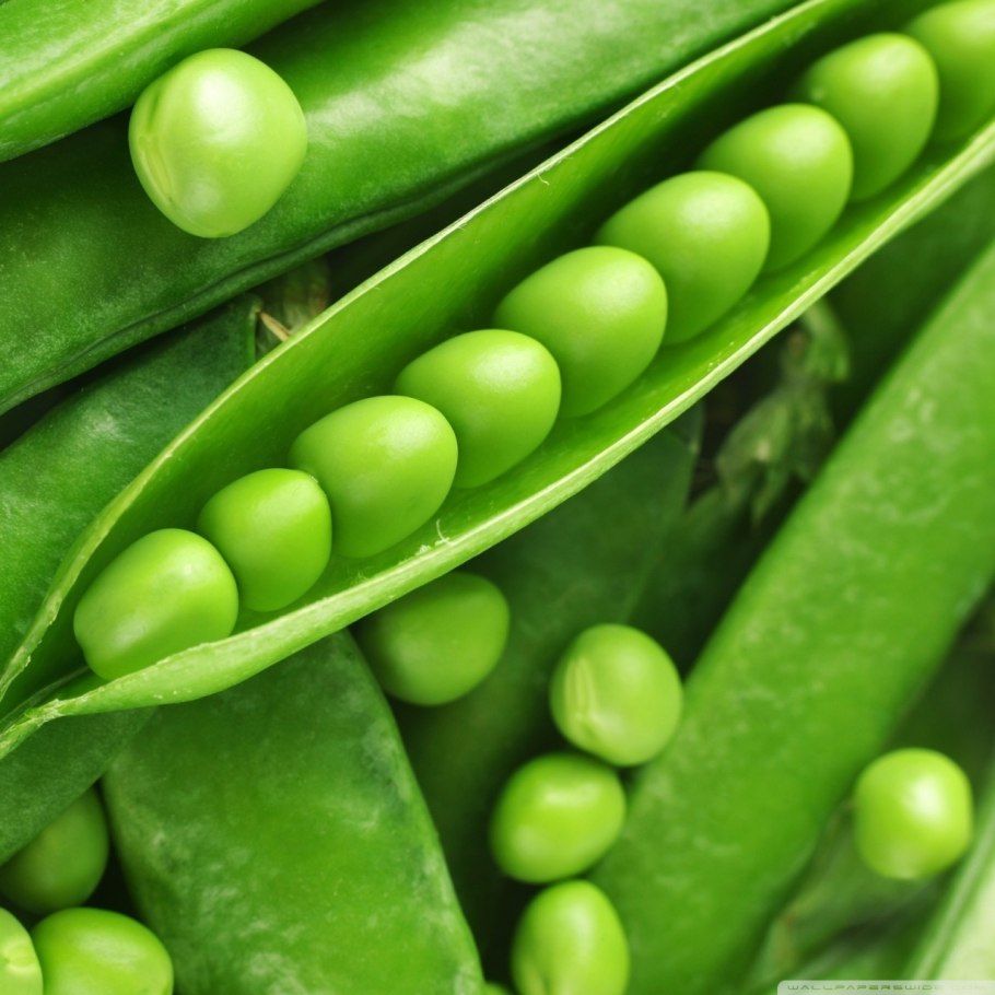 Горох сахарный Плант