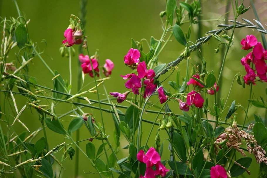 Семена гороха без оболочки