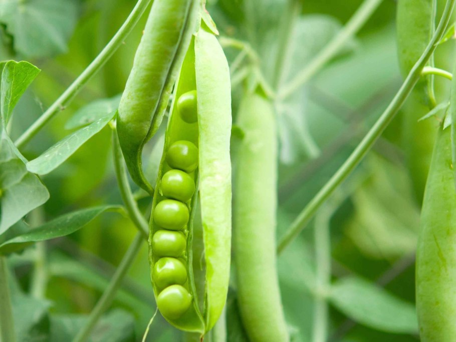 Мятный фон в горошек