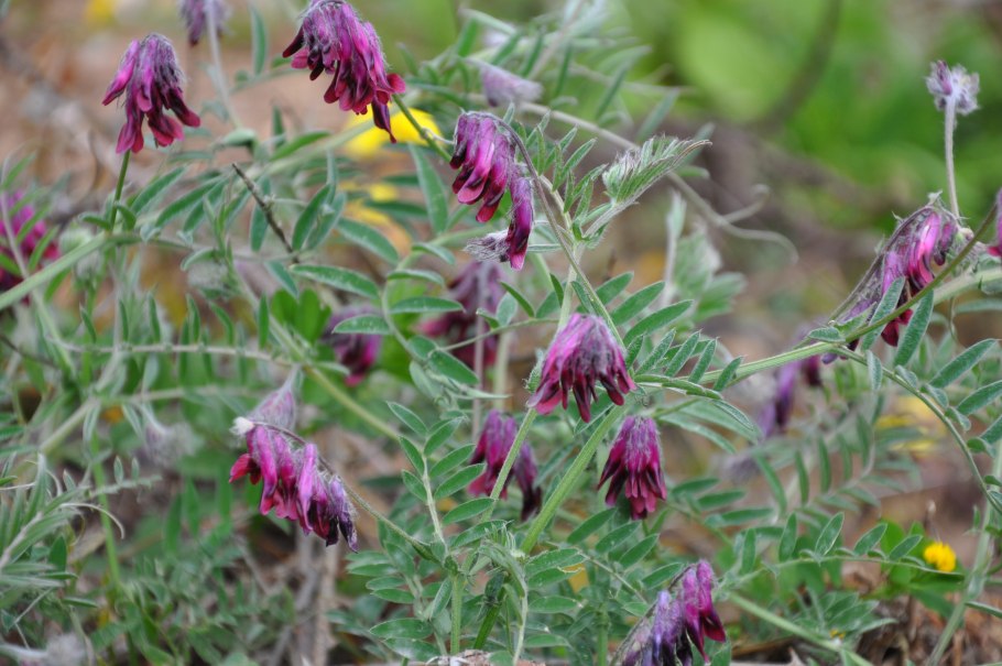 Орех похож на крупный горох