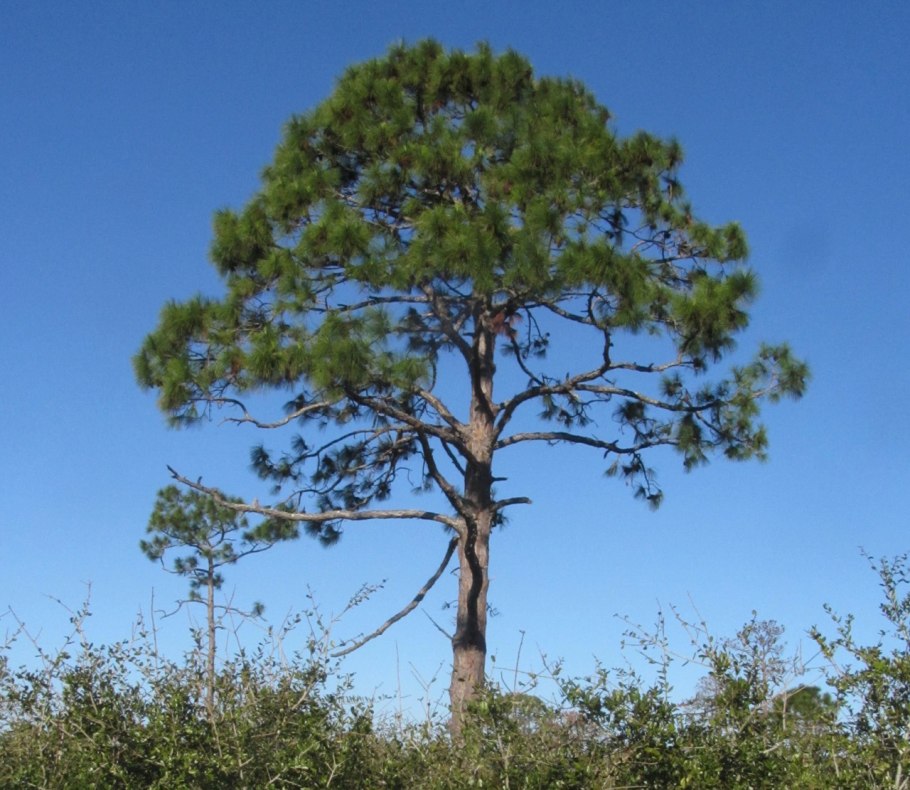 Pinus elliottii
