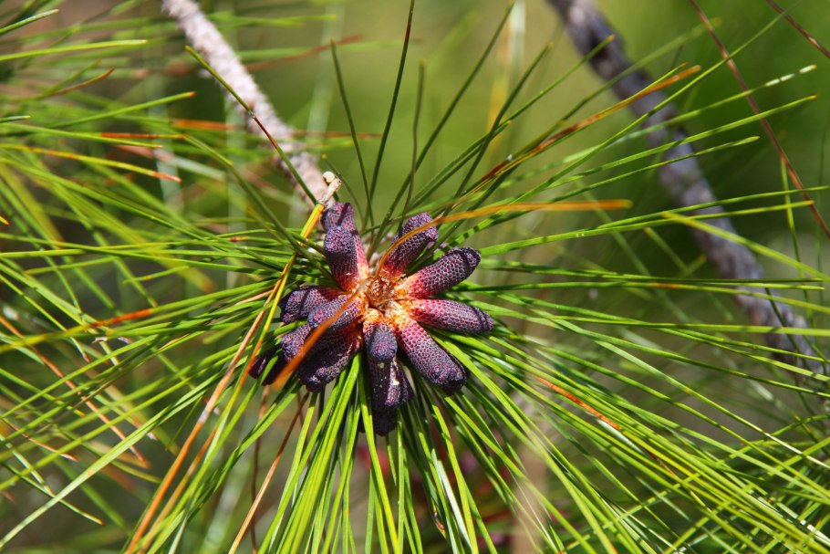 Pinus elliottii шишки
