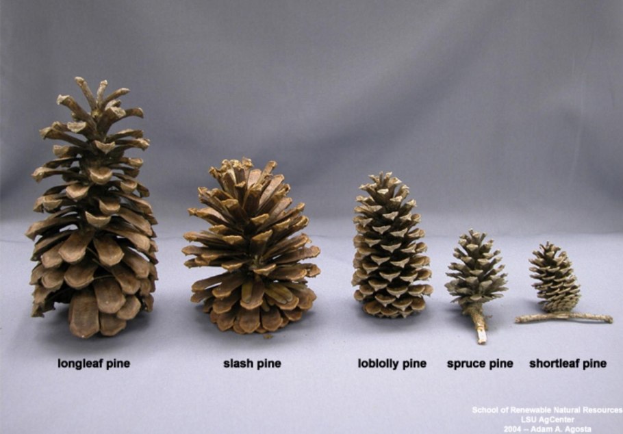 Болотная сосна Алабама