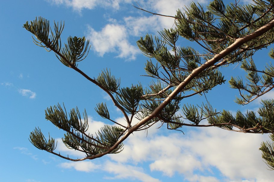 Scrub Pine