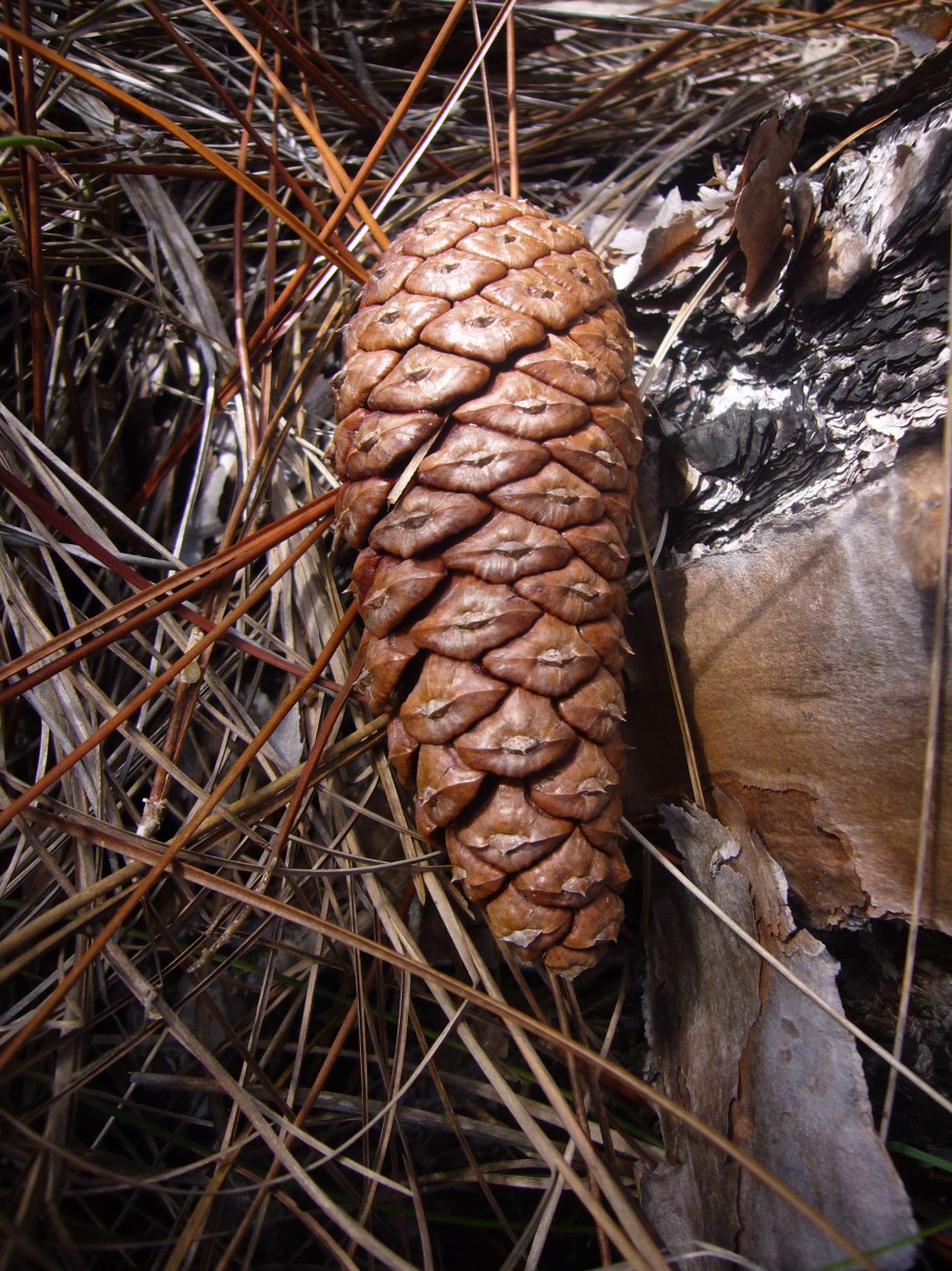 Сосна Культера шишки