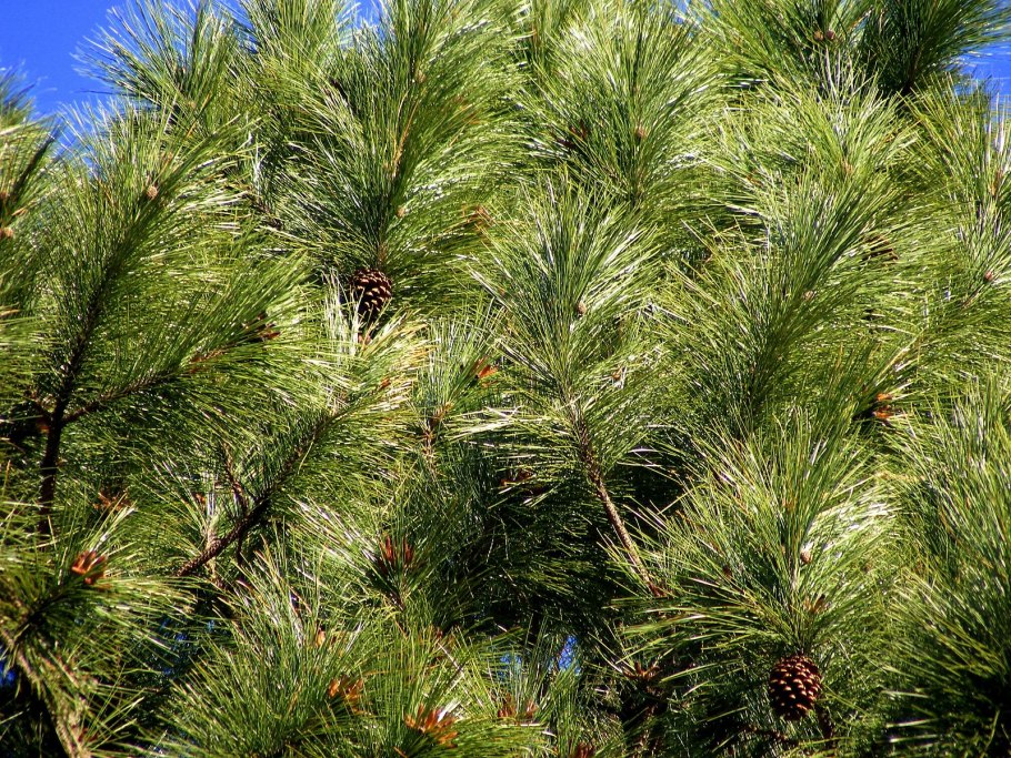 Pinus Dukovany