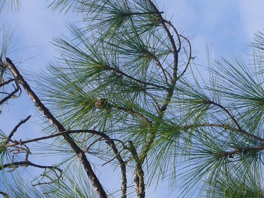 Сосна Эллиота Морозостойкость