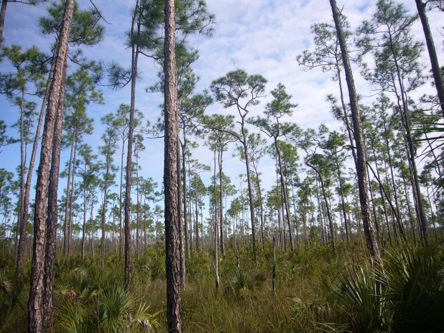 Pinus elliottii шишки
