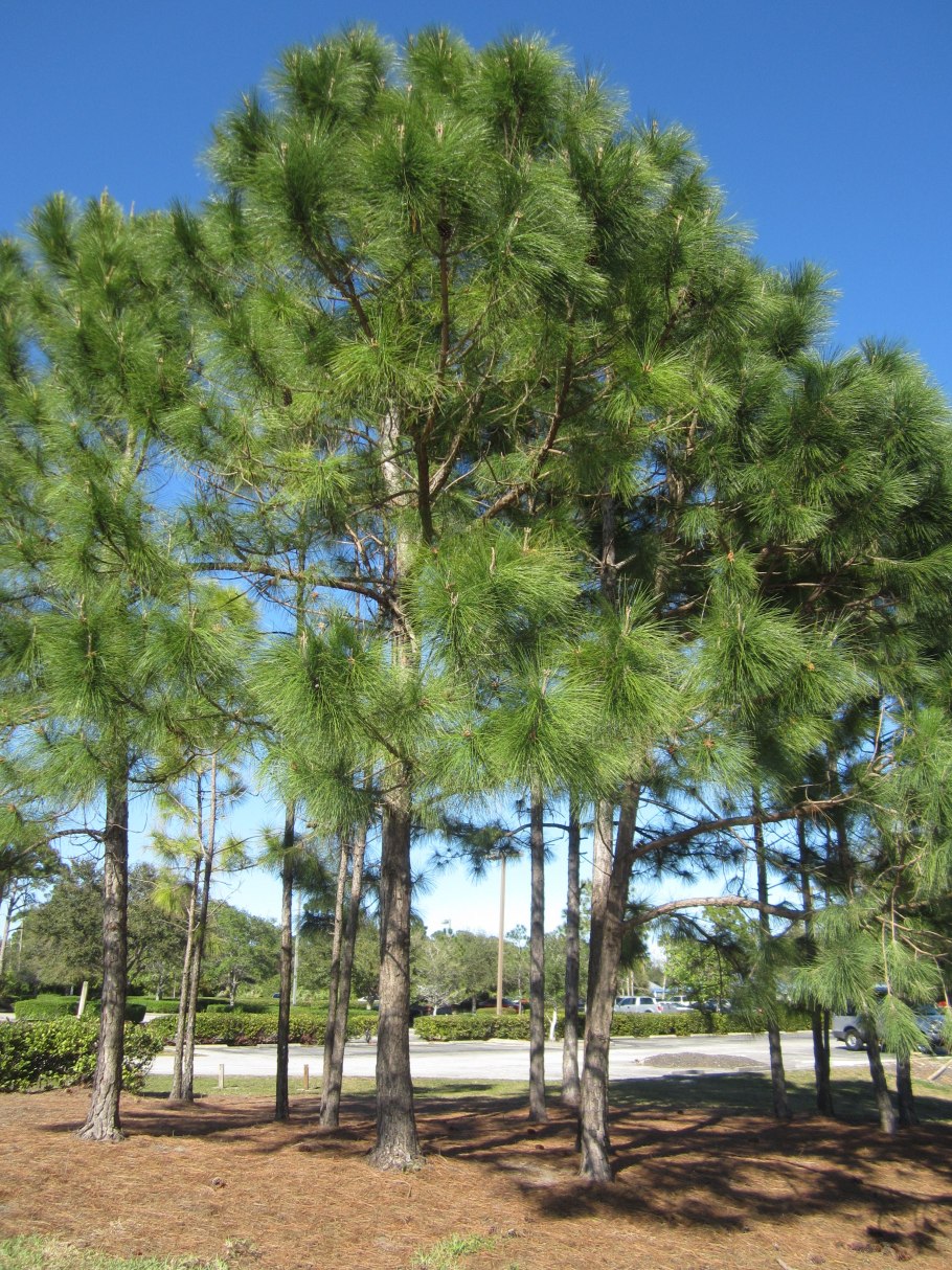 Pinus Kanzan
