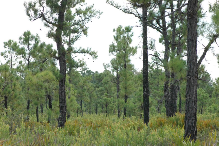 Сосна зонтичная - Pinus Pine