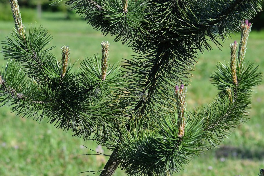 9. Сосна белокорая шишки черно белые