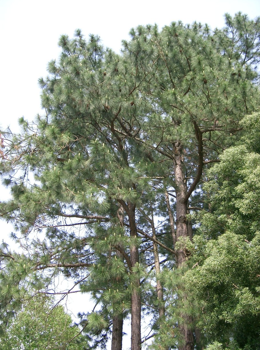 Pinus elliottii шишки