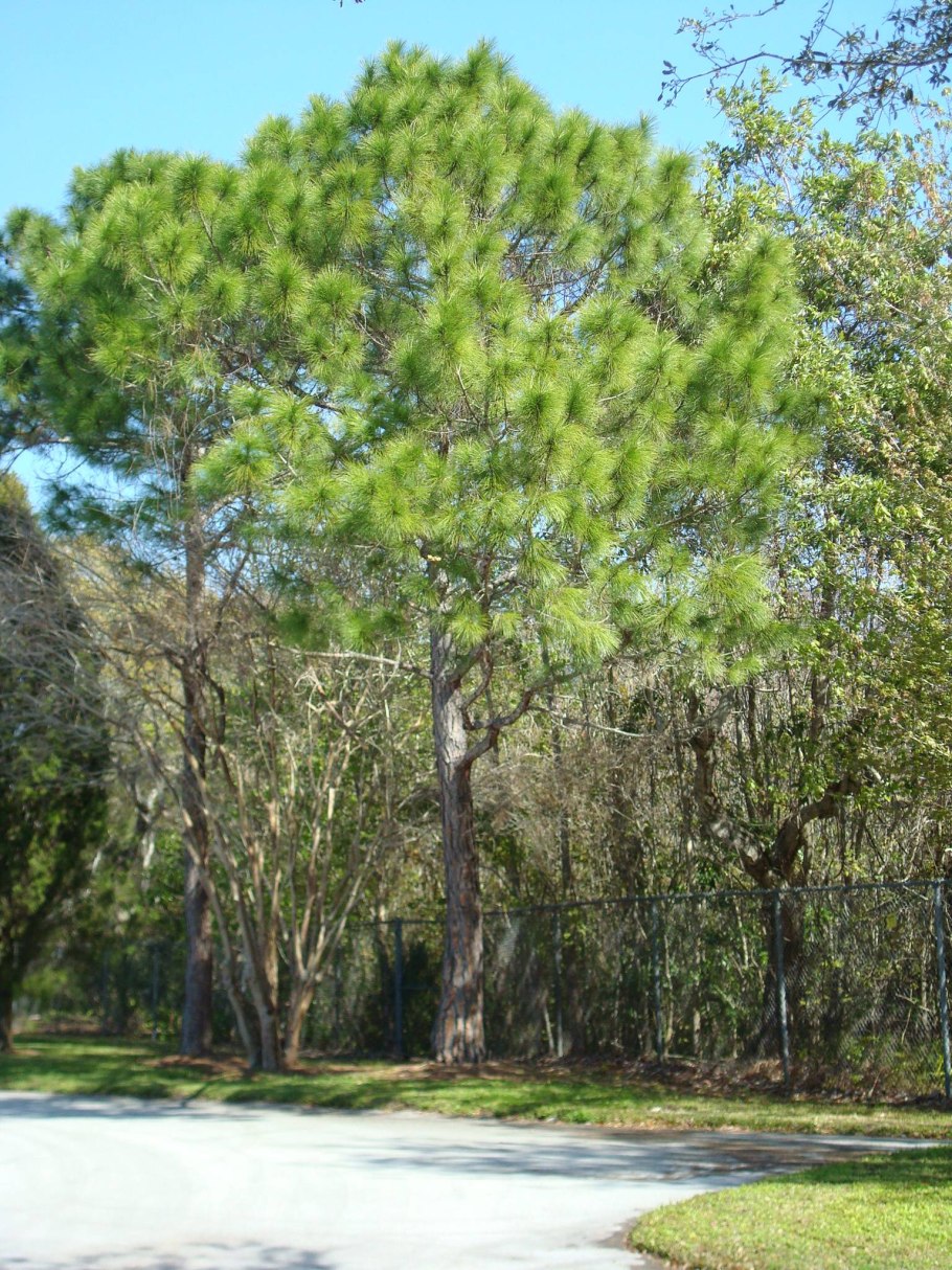 Pinus elliottii