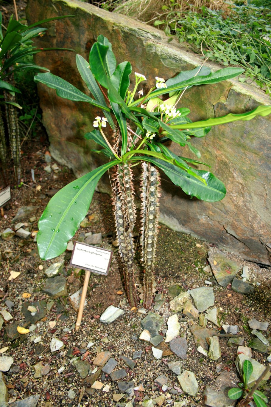 Молочай гребенчатореберный Euphorbia lophogona