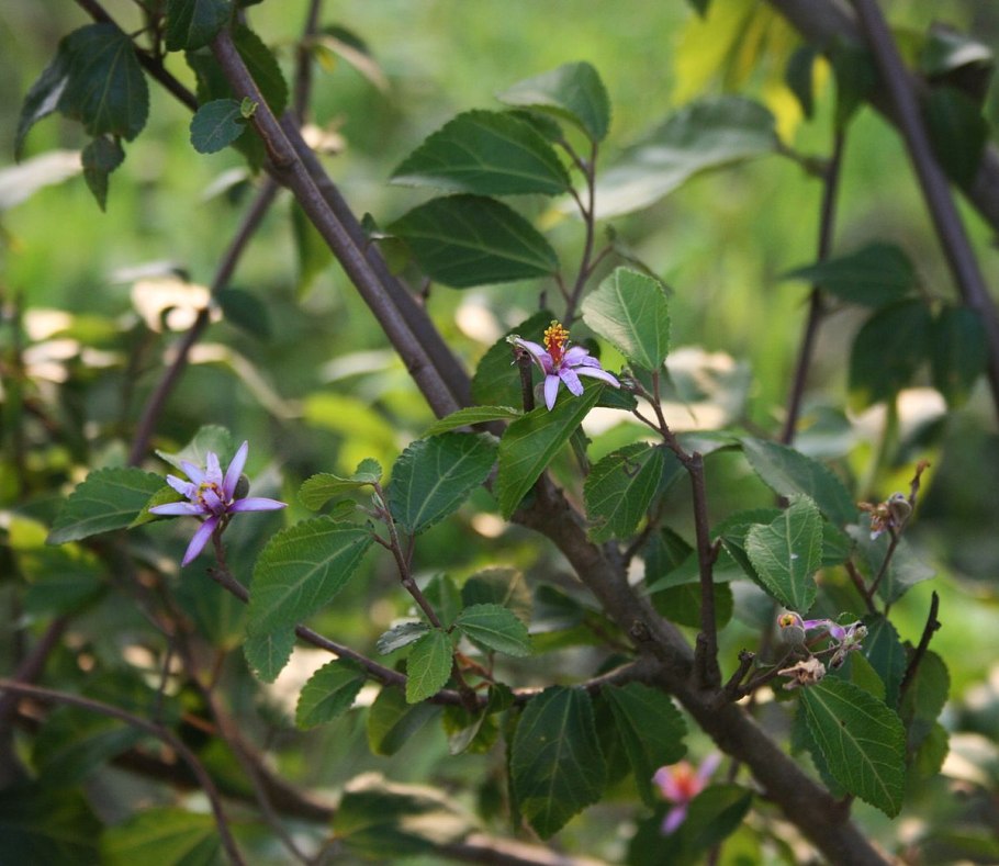 Гревия билоба