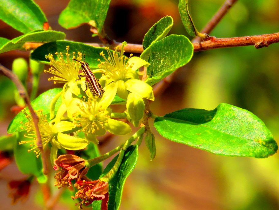 Гревия Арборея