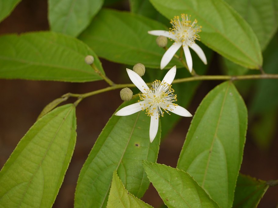 Гревия фрукт