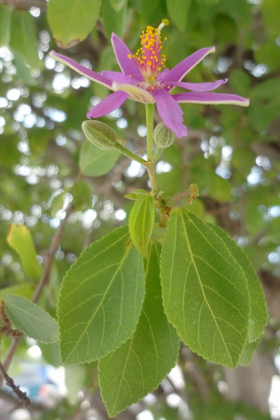 Гревия низкорослое дерево