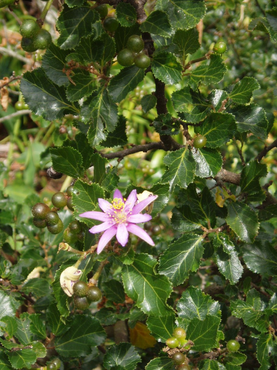 Grewia Biloba var. Parviflora -