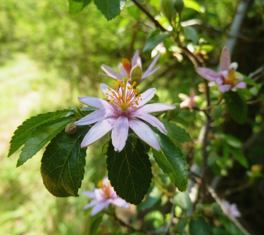 Occidentalis-Гревия Западная