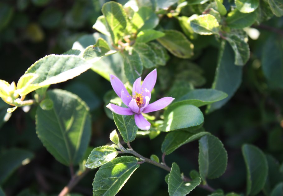 Гревия двулопастная