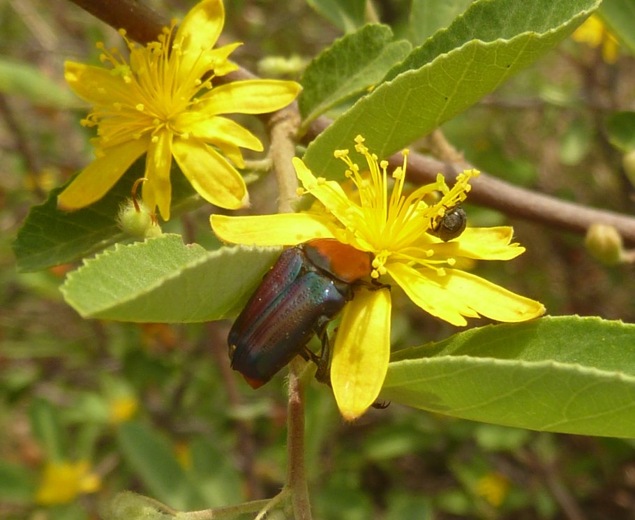 Гревия кафрская в домашних условиях