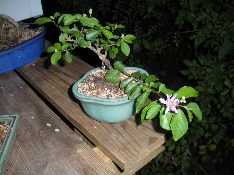 Grewia перевод