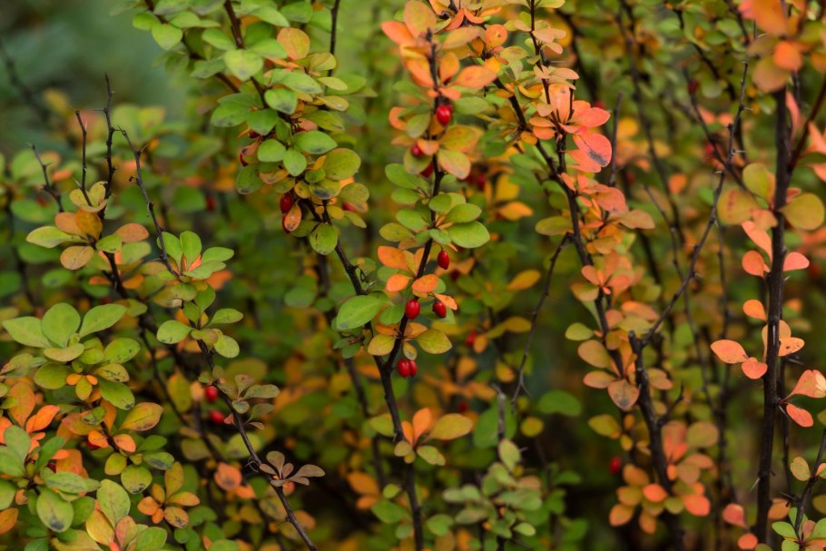 Барбарис обыкновенный Атропурпуреа