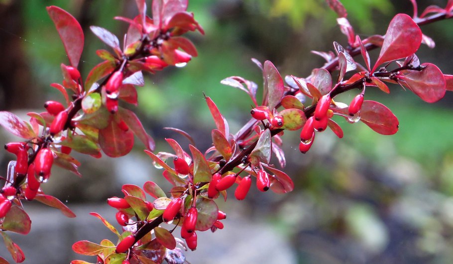Барбарис (Berberis)