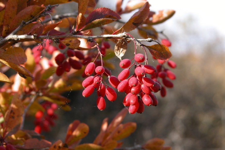 Барбарис Амурский Berberis amurensis