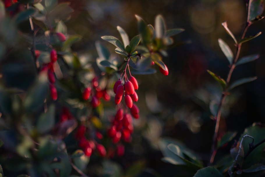 Барбарис обыкновенный Барбарис Тунберга