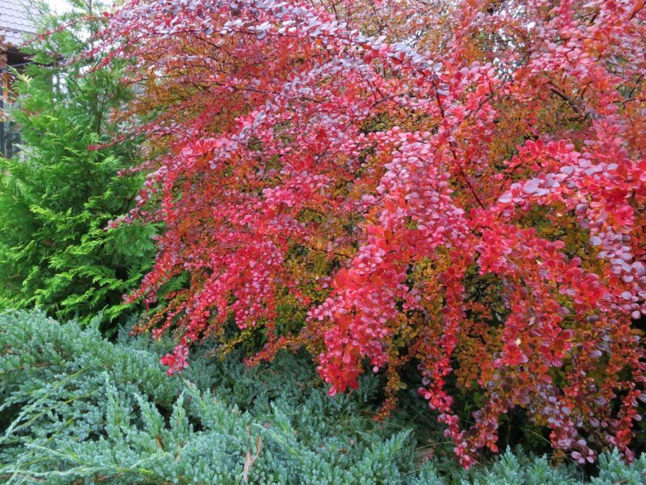Барбарис обыкновенный куст