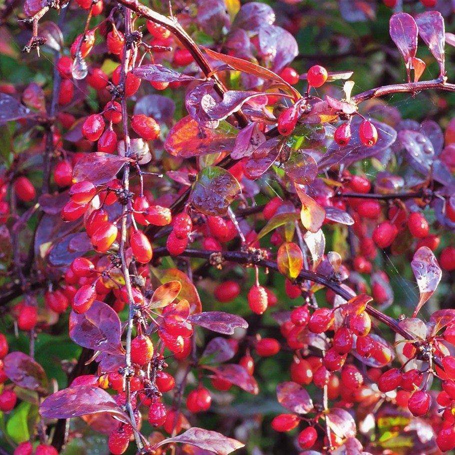 Berberis thunbergii Orange Ice