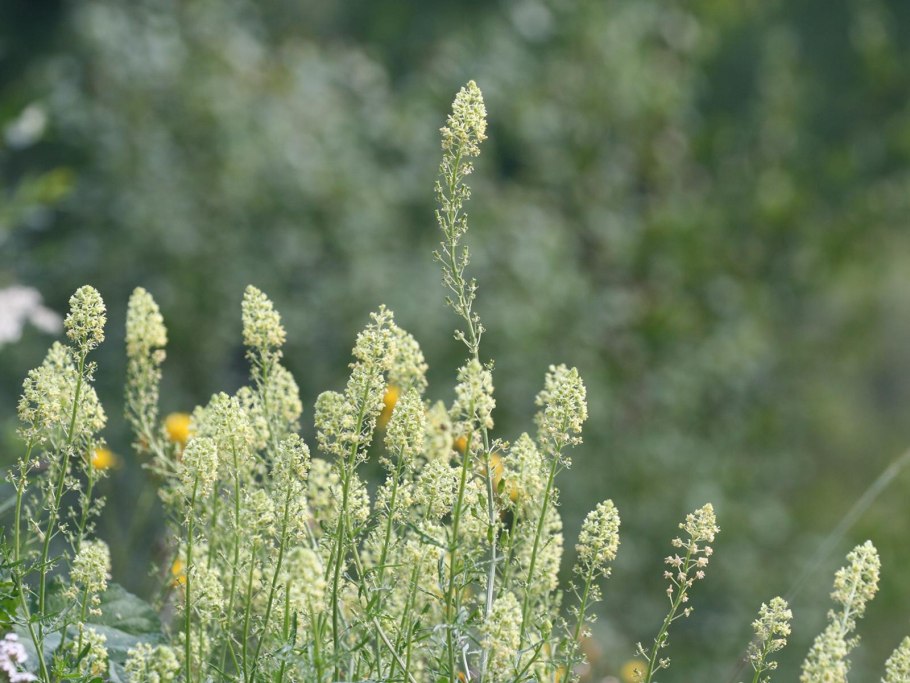 Reseda odorata l. Резеда душистая