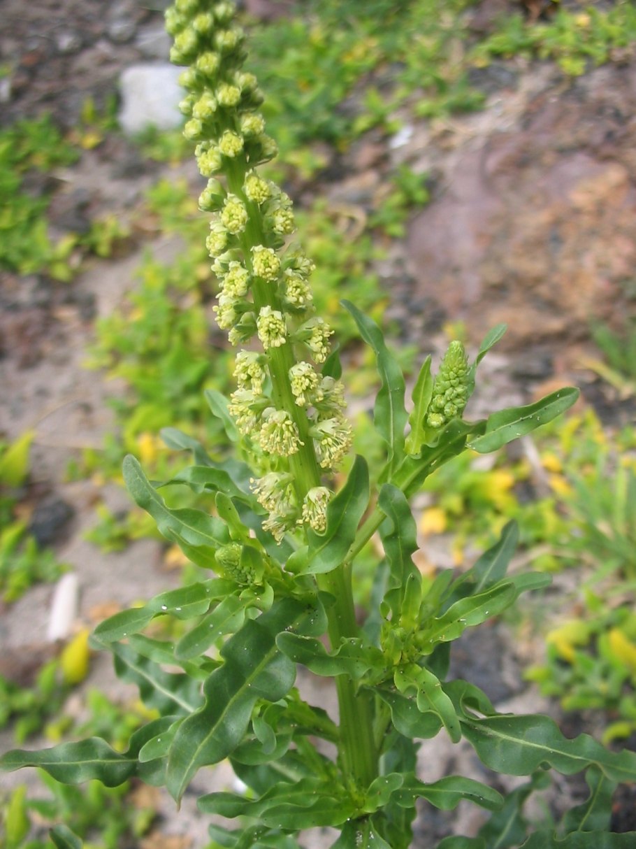Reseda lutea и Lepidium perfoliatum
