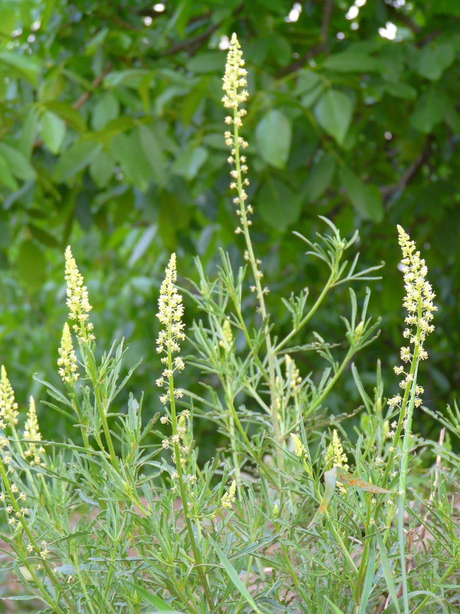 Reseda lutea