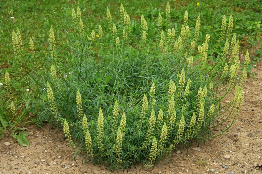 Reseda lutea