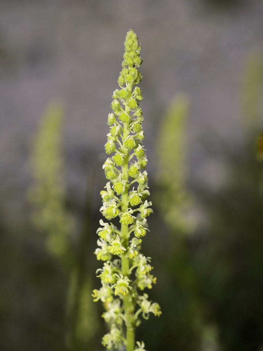 Reseda lutea