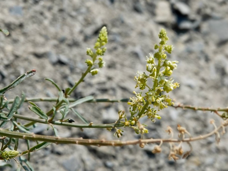 Резеда многолетняя