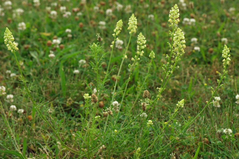 Резеда душистая