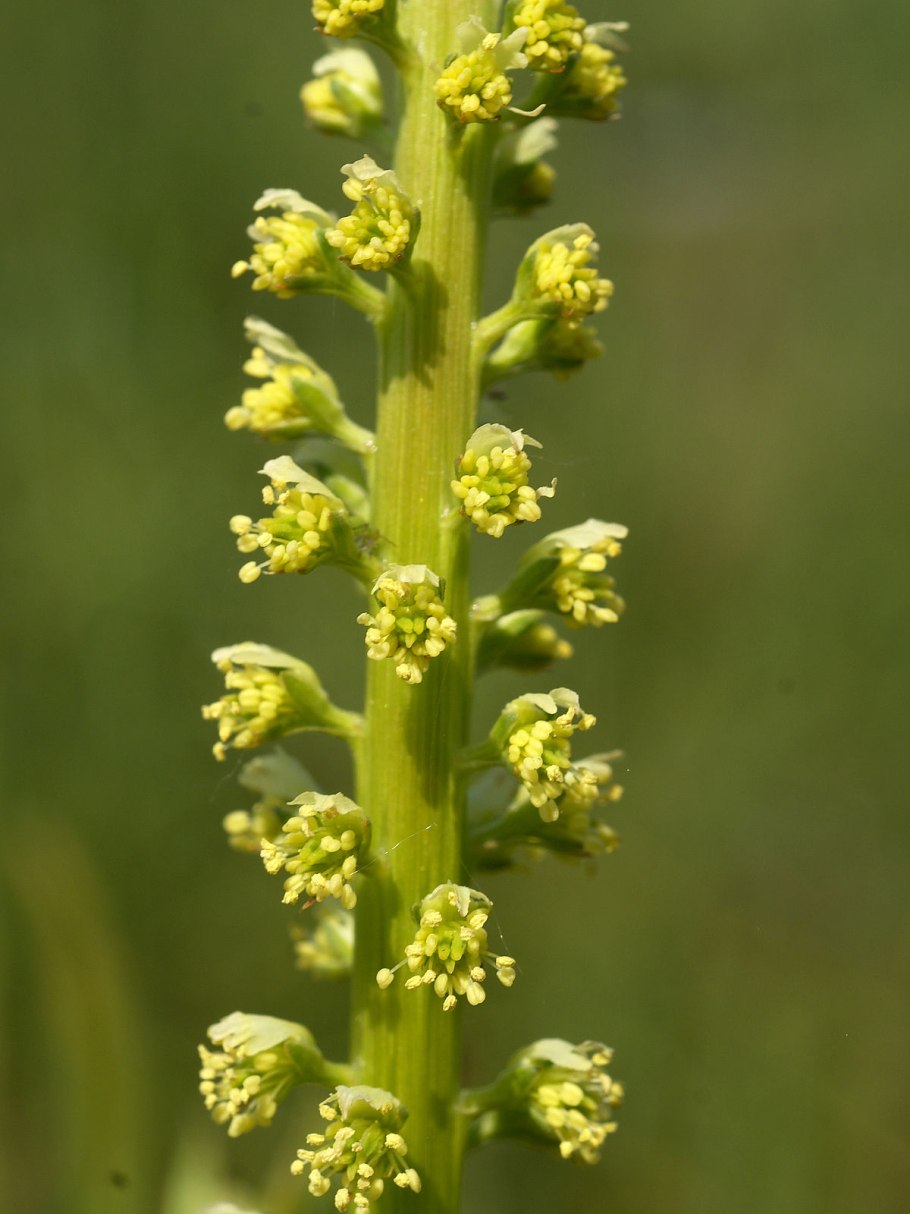 Reseda lutea