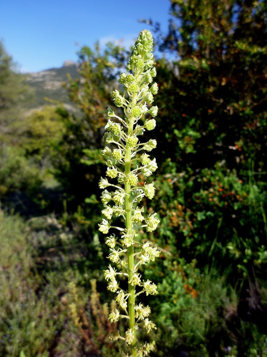 Reseda lutea l. Резеда жёлтая семена